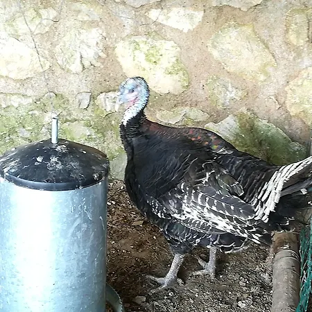 Gospodarstwo agroturystyczne Del Sole Anacapri (Isola di Capri)
