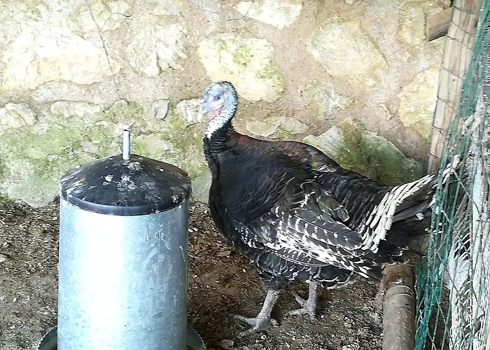 Bauernhof Del Sole Anacapri (Isola di Capri)